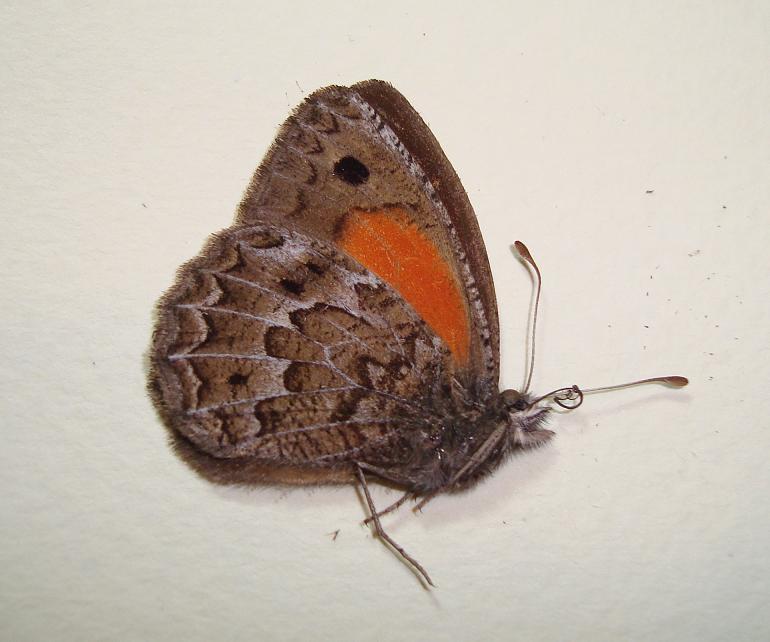 Argyrophorus chilensis Fam Satyridae
