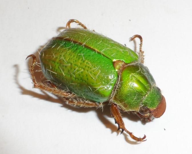 Brachysternus prasinus