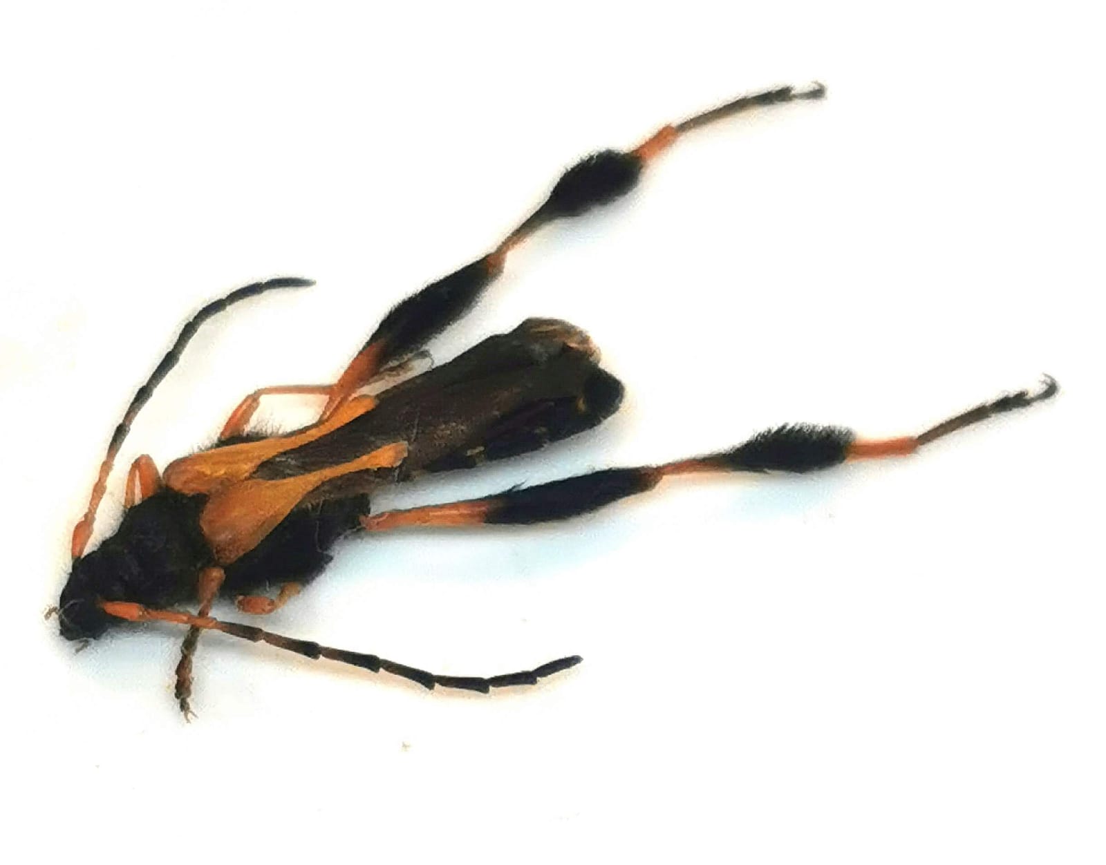 Plaga del manzano, Avispa Sierra, Callisphyris apicicornis, Cerambycidae, Coleoptera