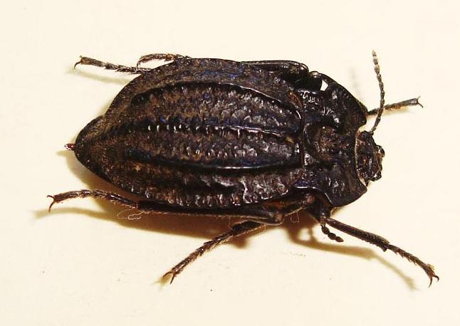 Callyntra rossi