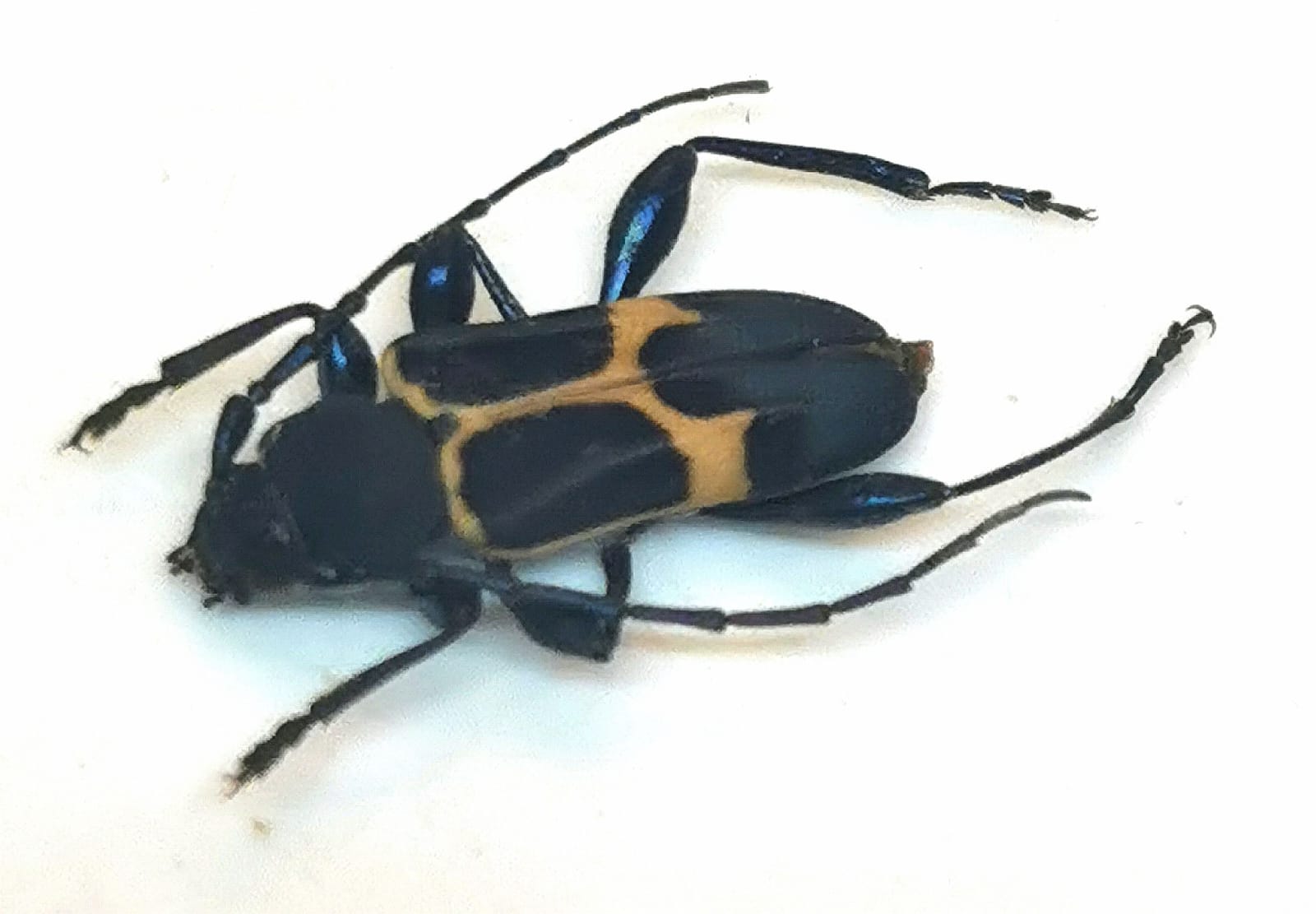 Calydon submetallicum, Cerambycidae, Coleoptera