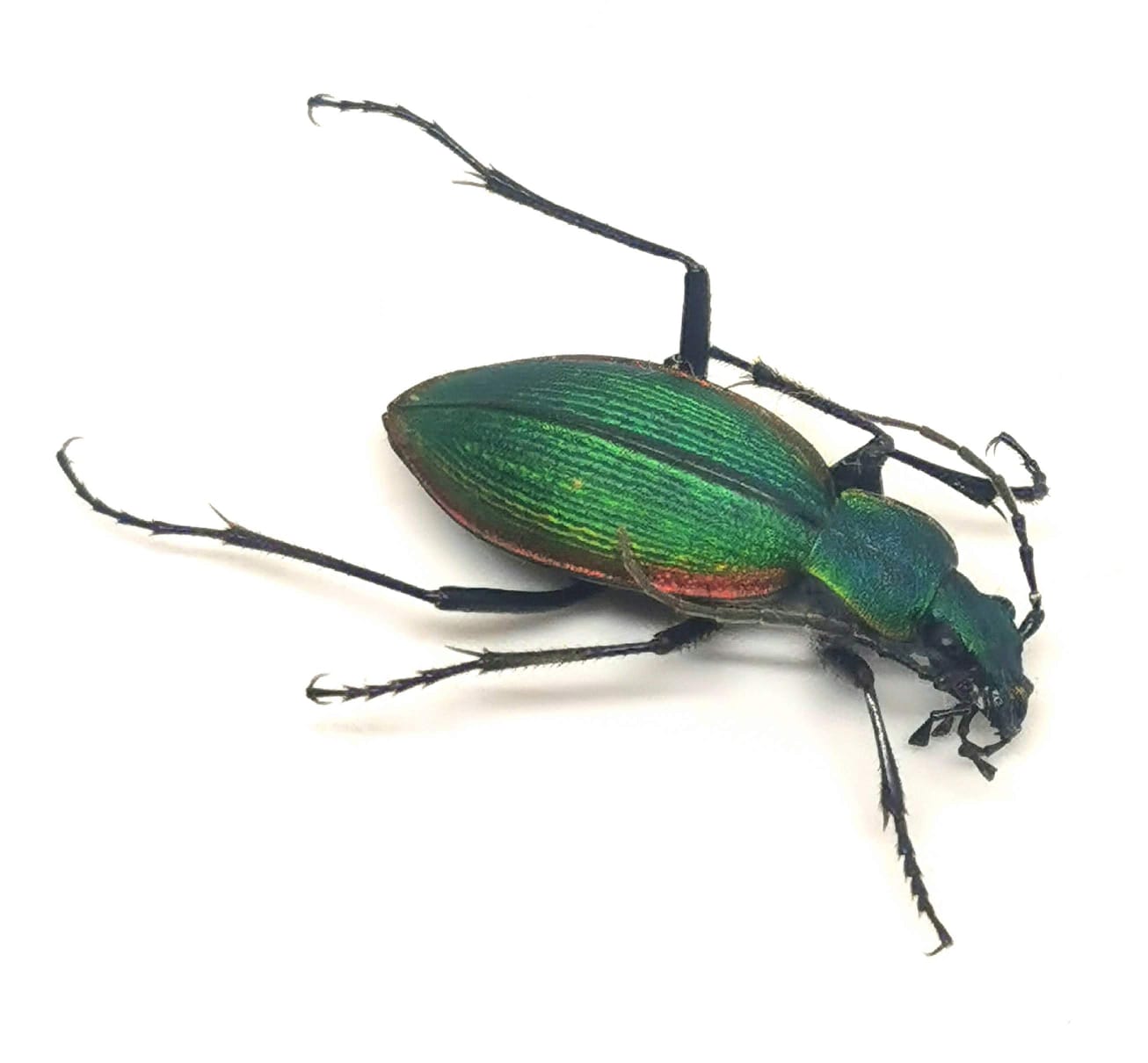 Ceroglossus buquetti, Carabidae, Coleoptera