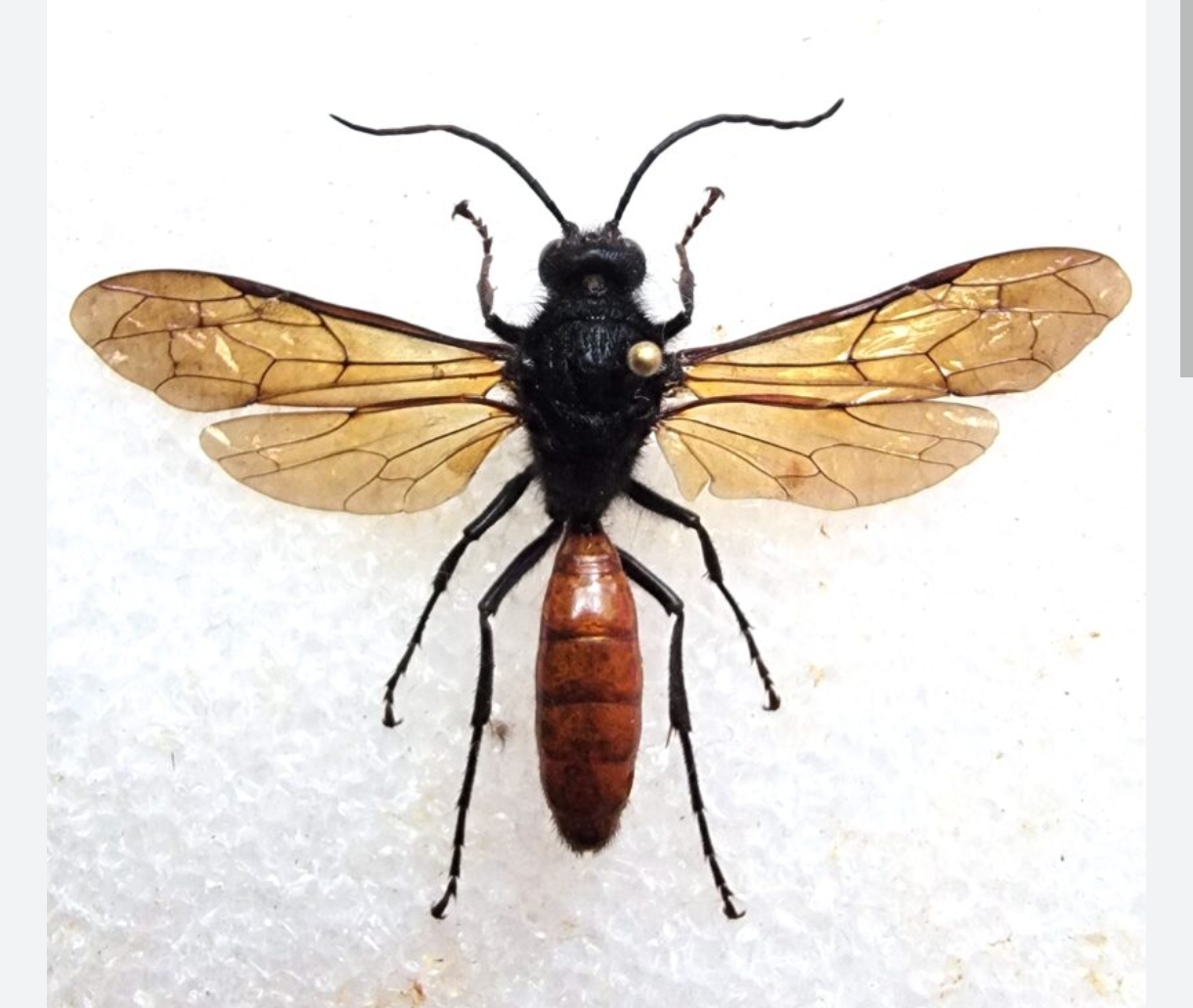 Elaphroptera scoliiformis, Thynnidae,