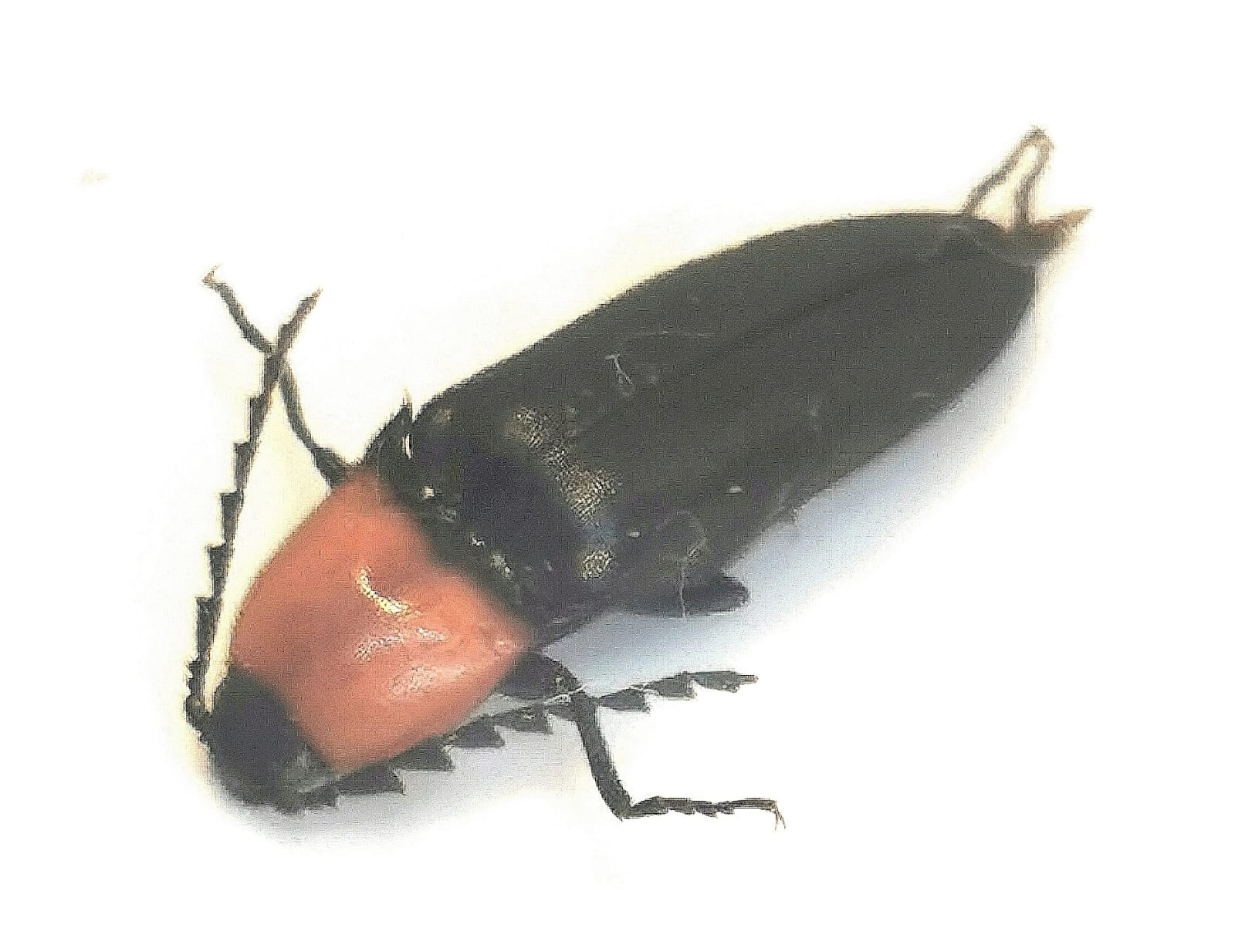 Plaga, gusano de alambre, Elater ruficollis, Elateridae