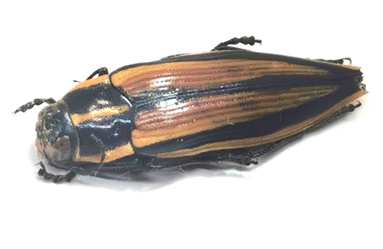 Epistomentis vittata, Buprestidae, Coleoptera