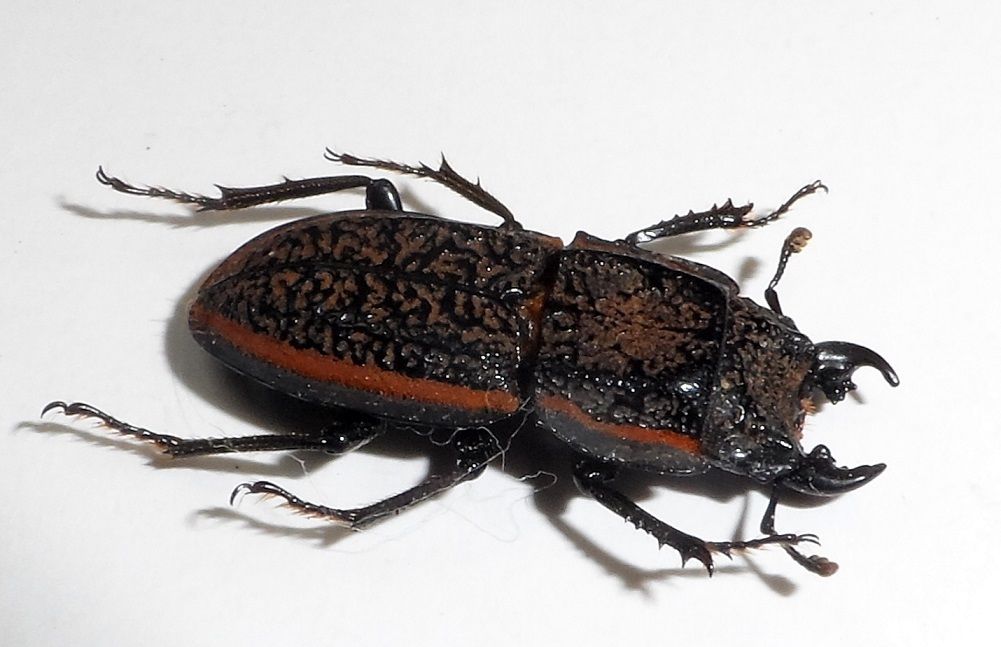 Erichius caelatus (macho ó hembra)