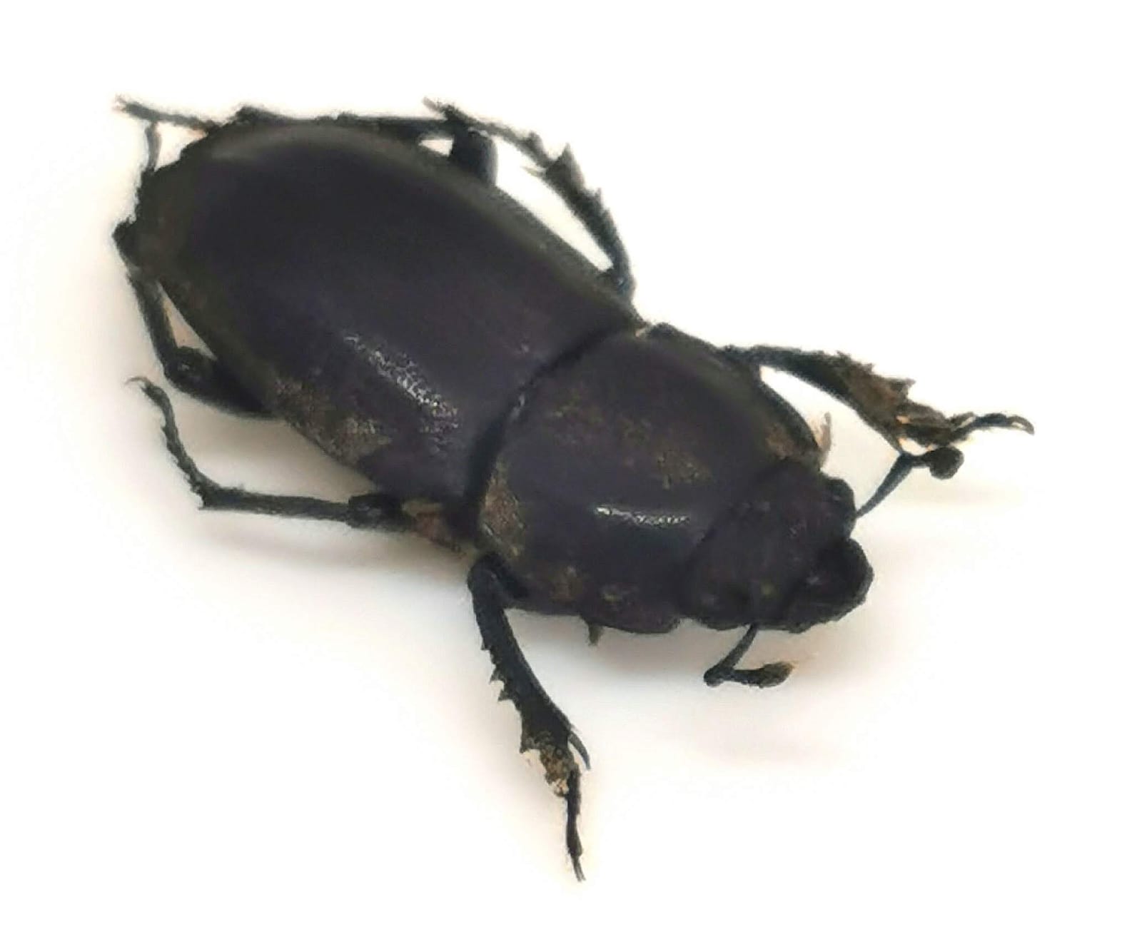 Erichius fairmairei, Coleoptera, Lucanidae