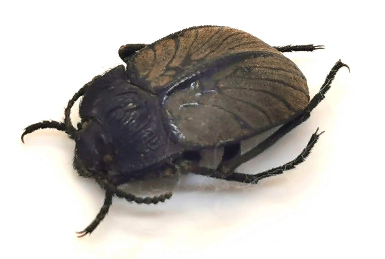 Gyriosomus multigranulosus (Choapa)