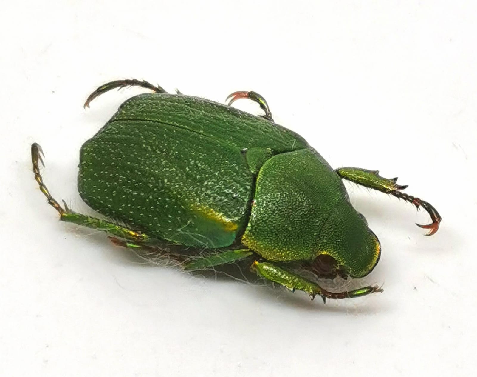 Plaga, Hylamorpha elegans, Scarabaeidae, Coleoptera