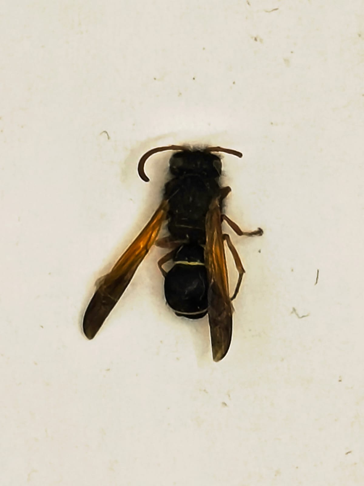 Hypodynerus sp.