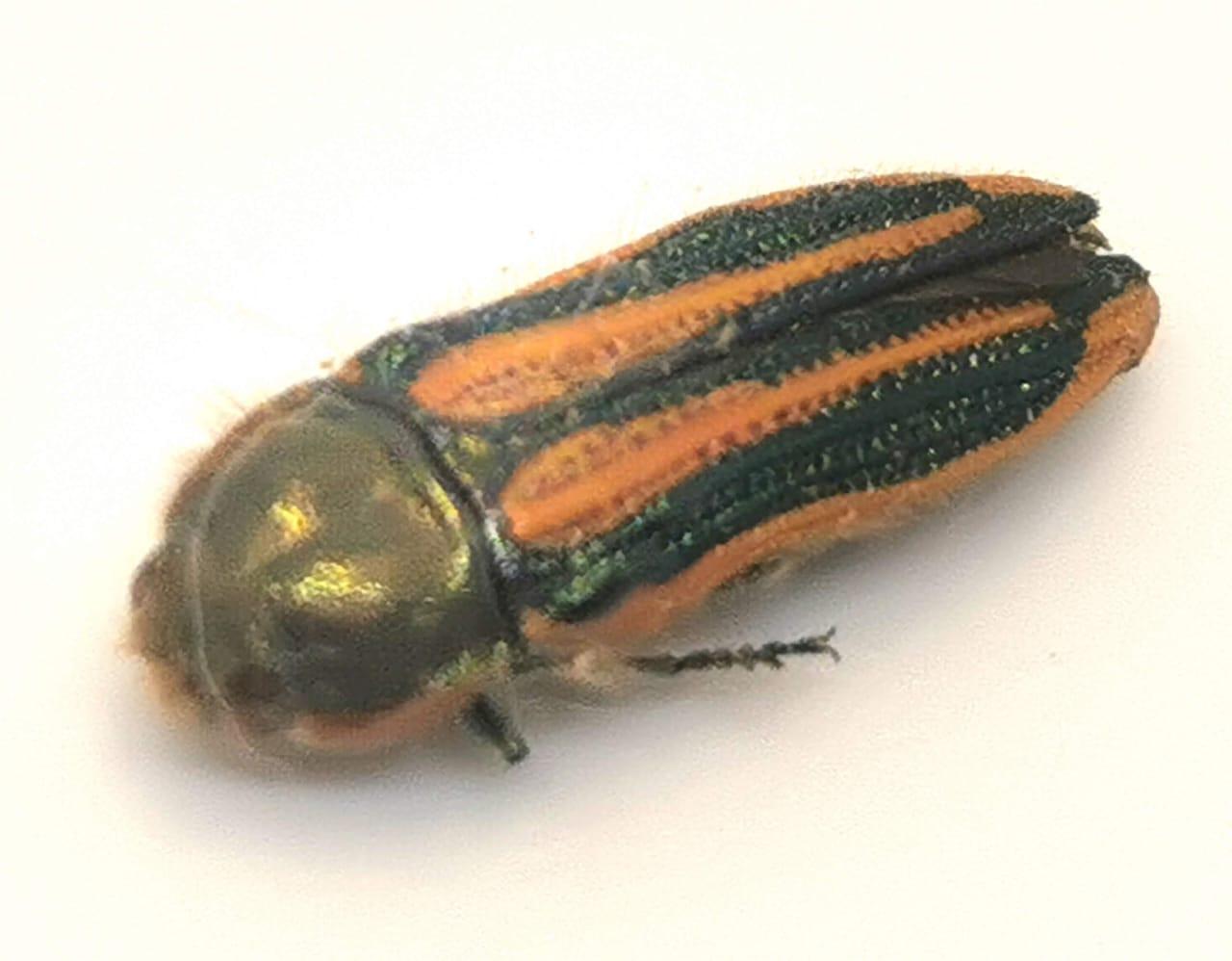 Lasionota rouleti confusa, Buprestidae, Coleoptera