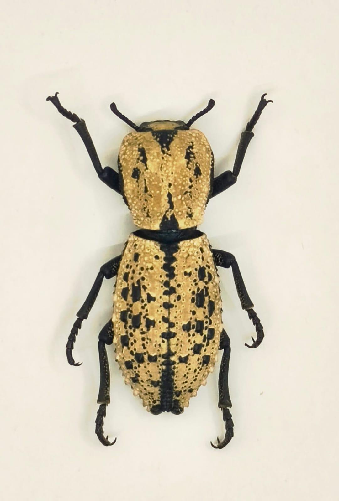Megazopherus chilensis 38/39 mm (exclusivo)