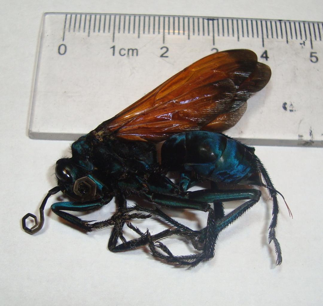 Pepsis limbata