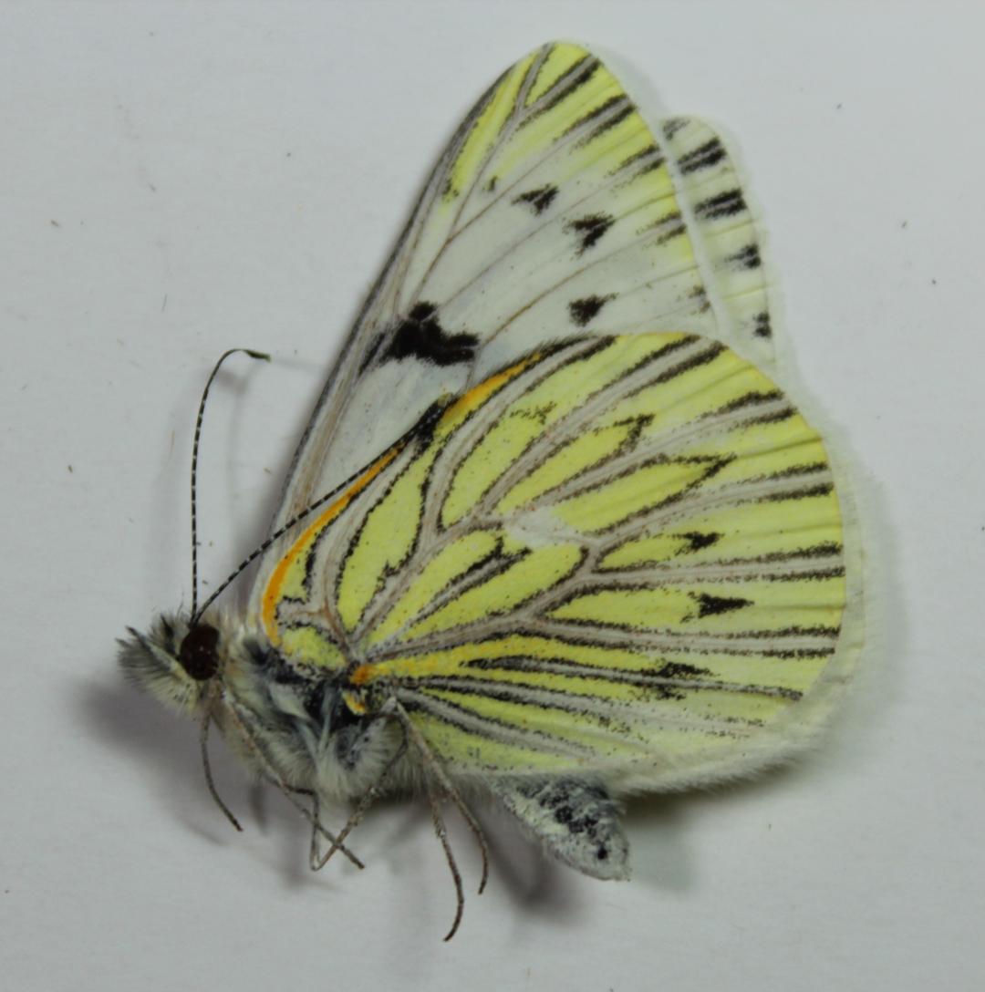 Tatochila mercedis, Familia Pieridae