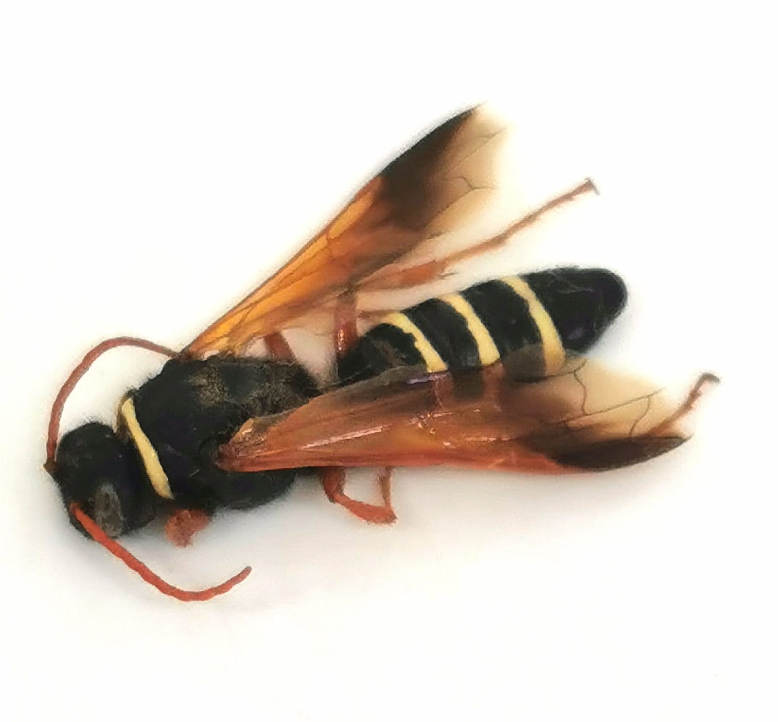 Thynnidae sp., Hymenoptera