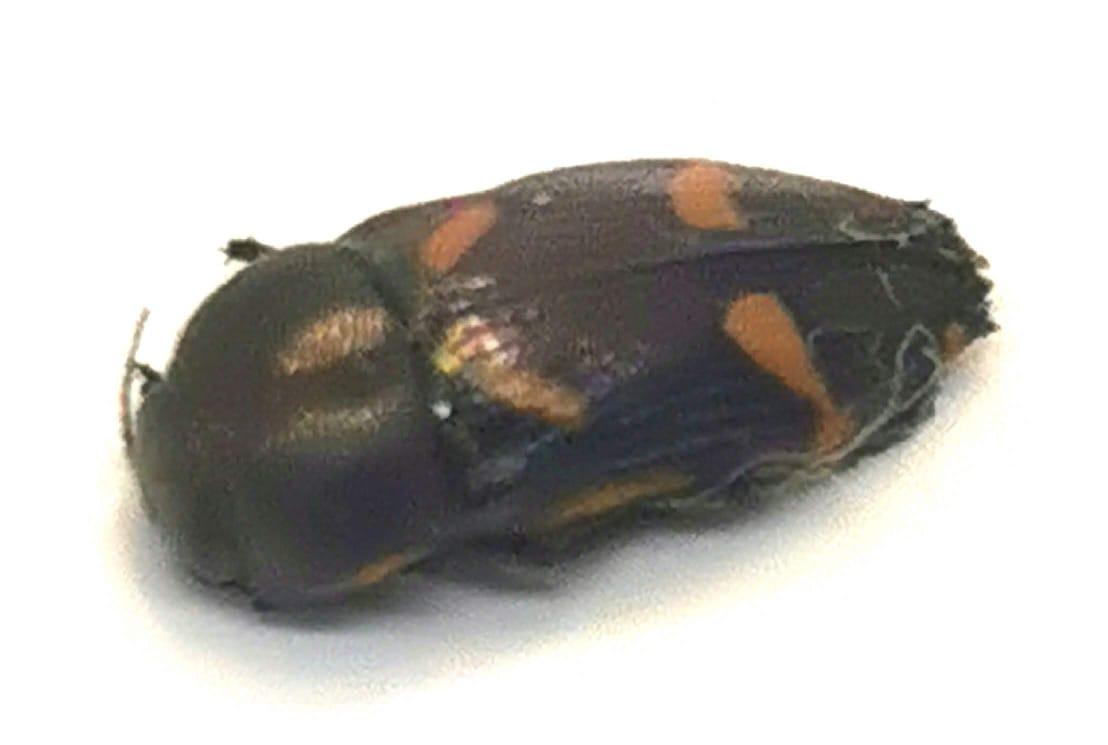 Tyndaris planata, Buprestidae, Coleoptera