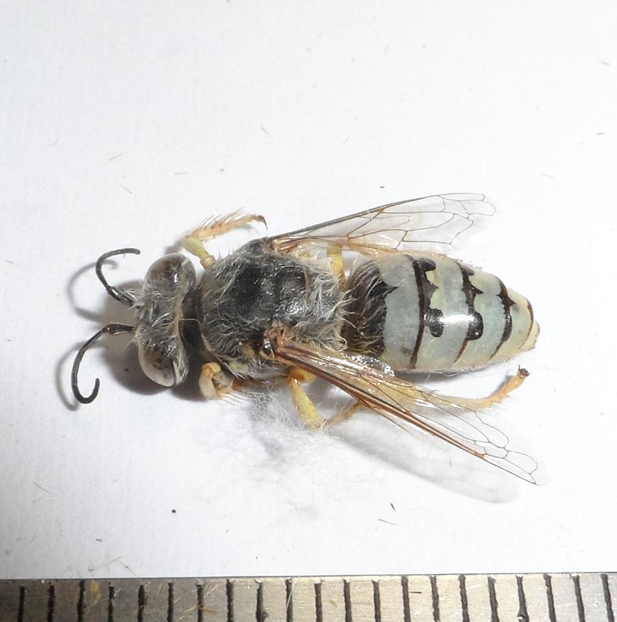 Zyzzix chilensis