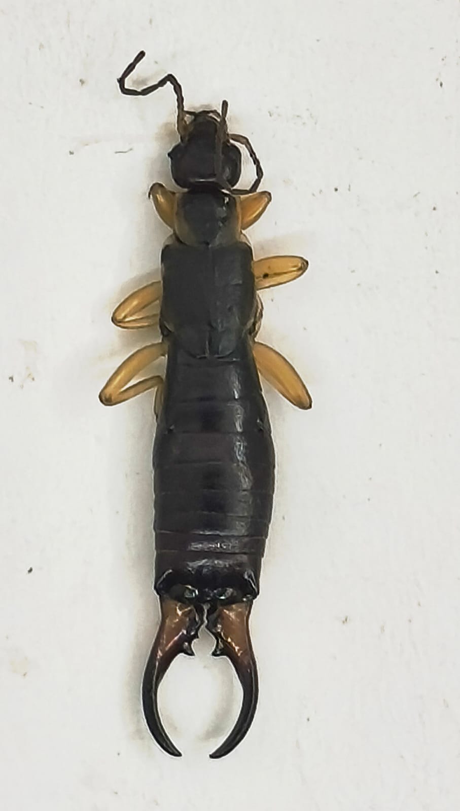 Plaga. Forficula auricularia