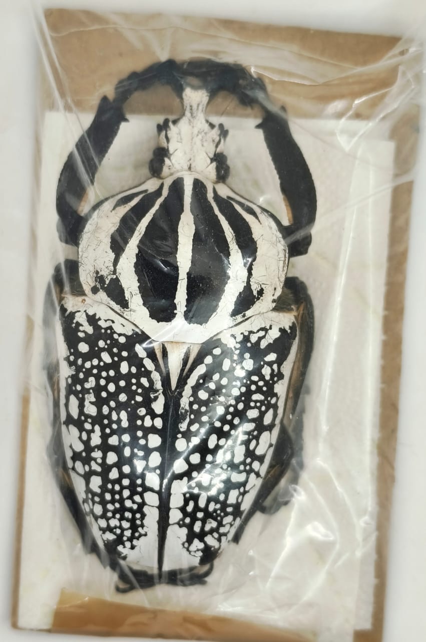 Goliathus orientalis 81 mm