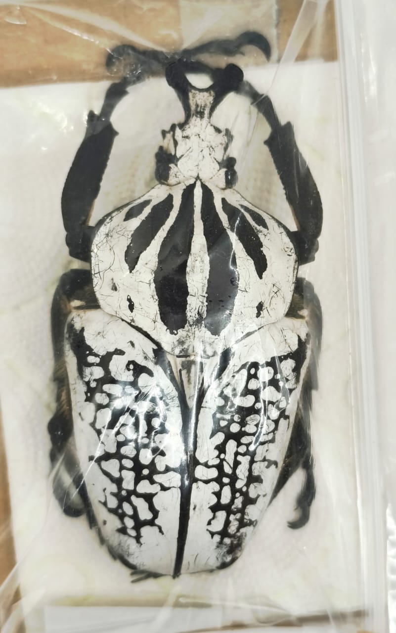 Goliathus orientalis ssp. Blanco 88 mm