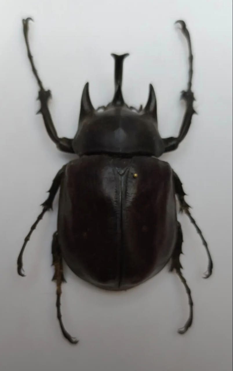 Megasoma actaeon 86 mm (ex-colección)