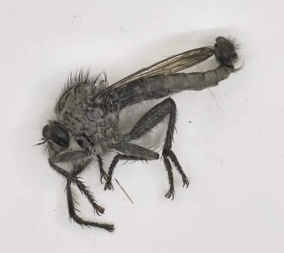 Diptera, Fam Asilidae, Asilidae sp.1