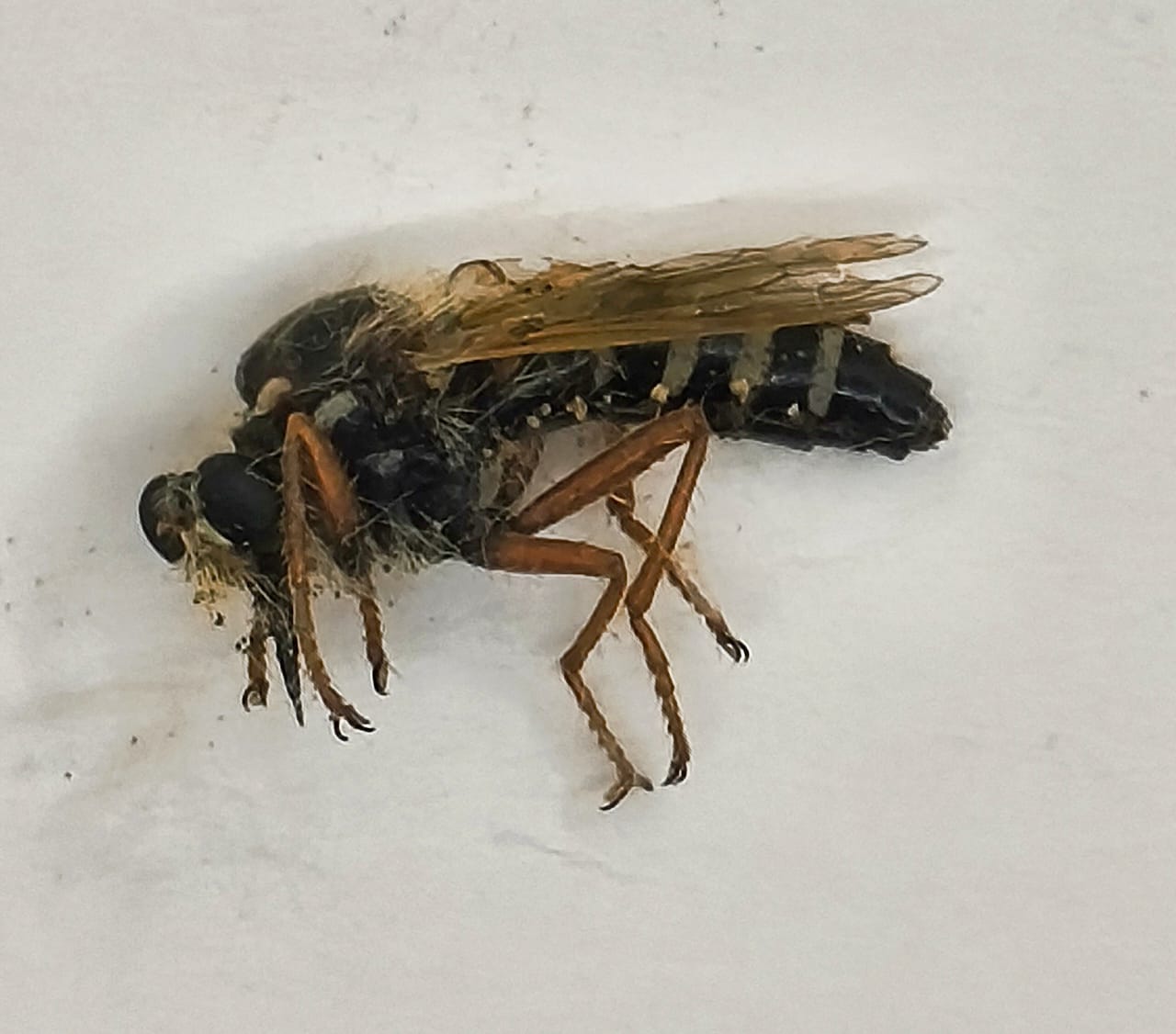 Diptera, Fam Asilidae, Asilidae sp.2