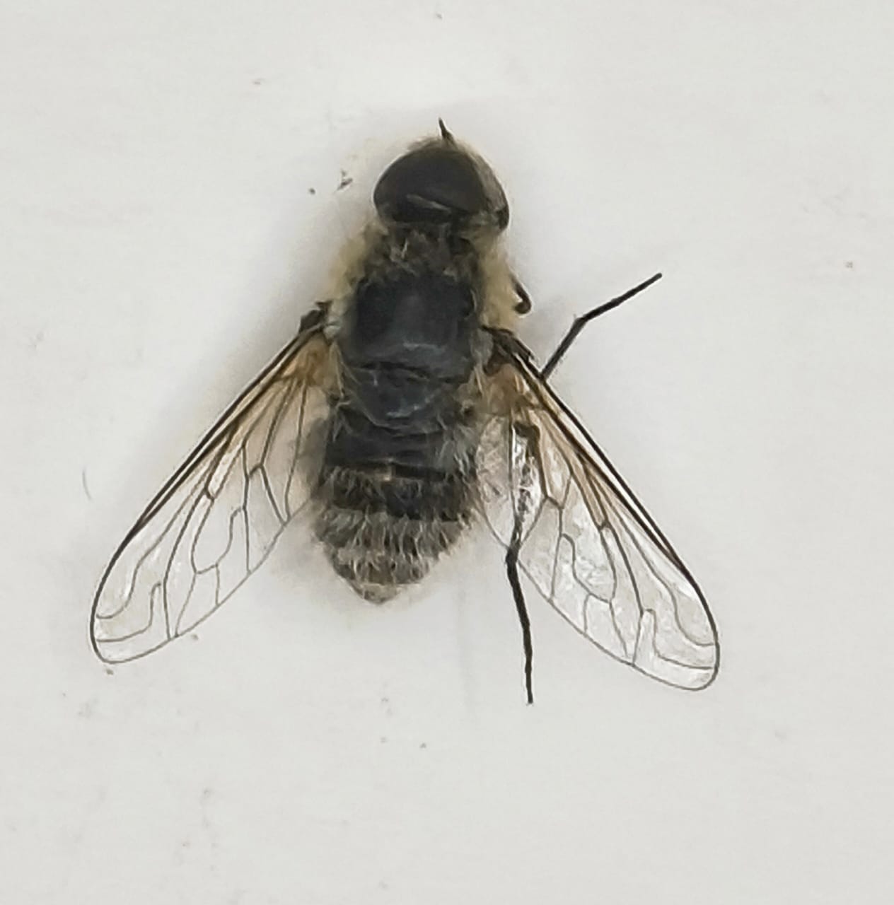Diptera, Fam Bombyliidae, Bombyliidae sp.1