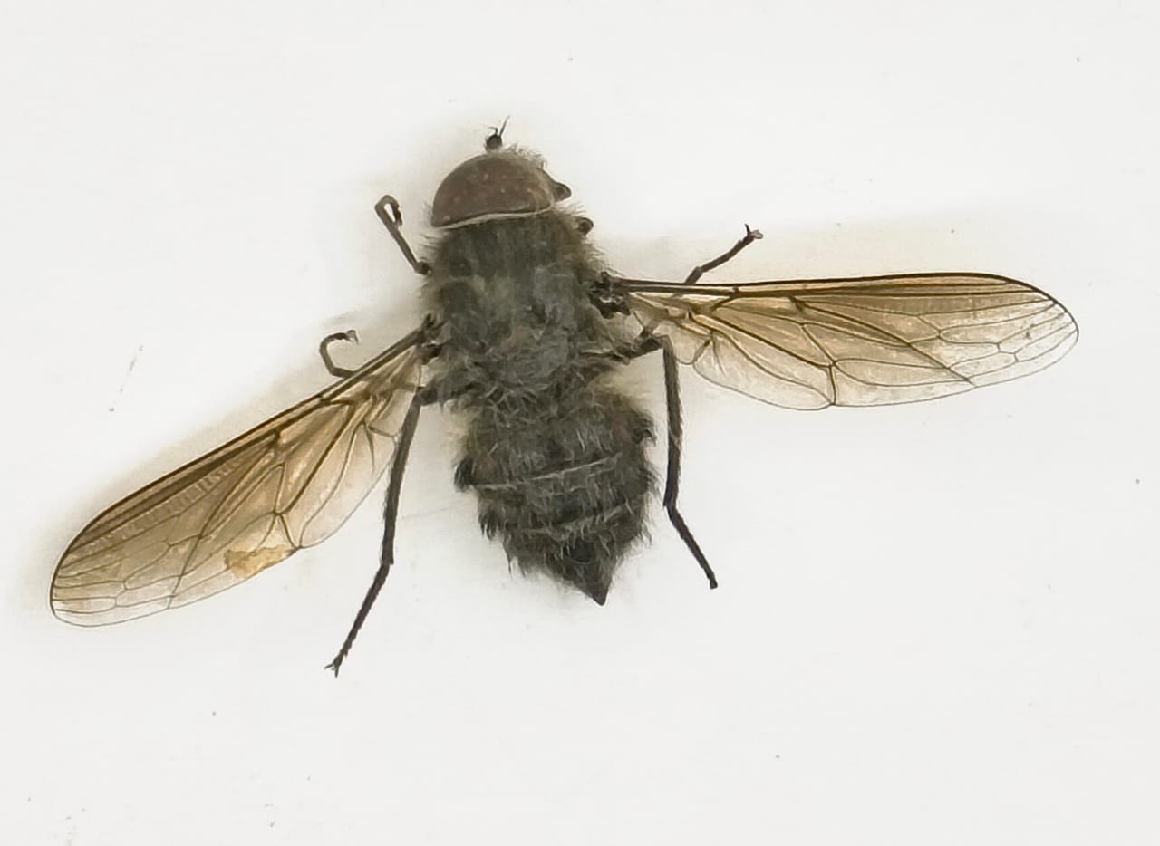 Diptera Fam Bombyliidae sp2