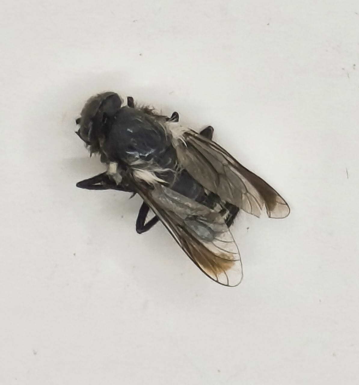 Diptera Fam Syrphidae sp.1