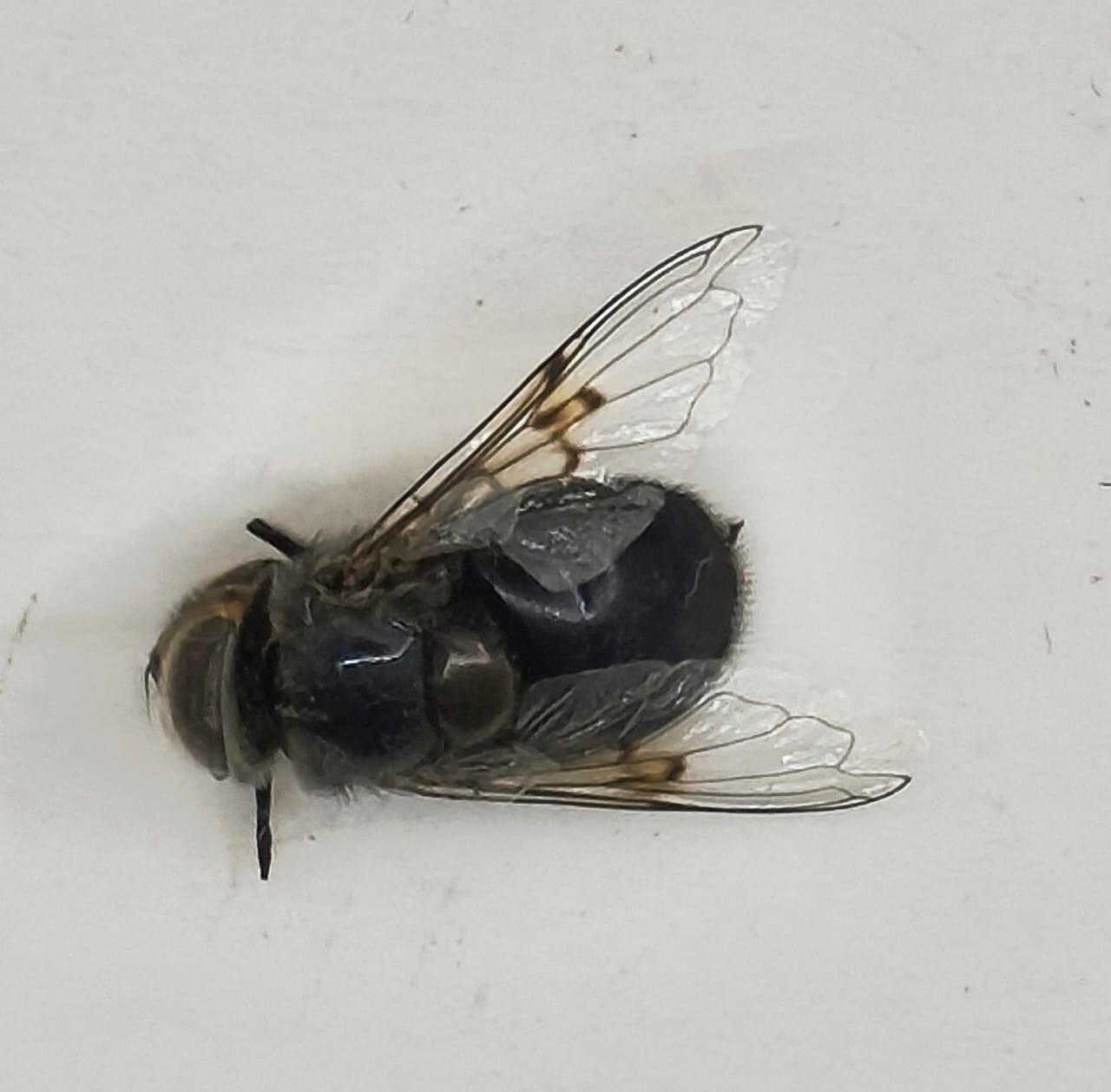 Diptera, Fam Syrphidae, Syrphidae sp.2