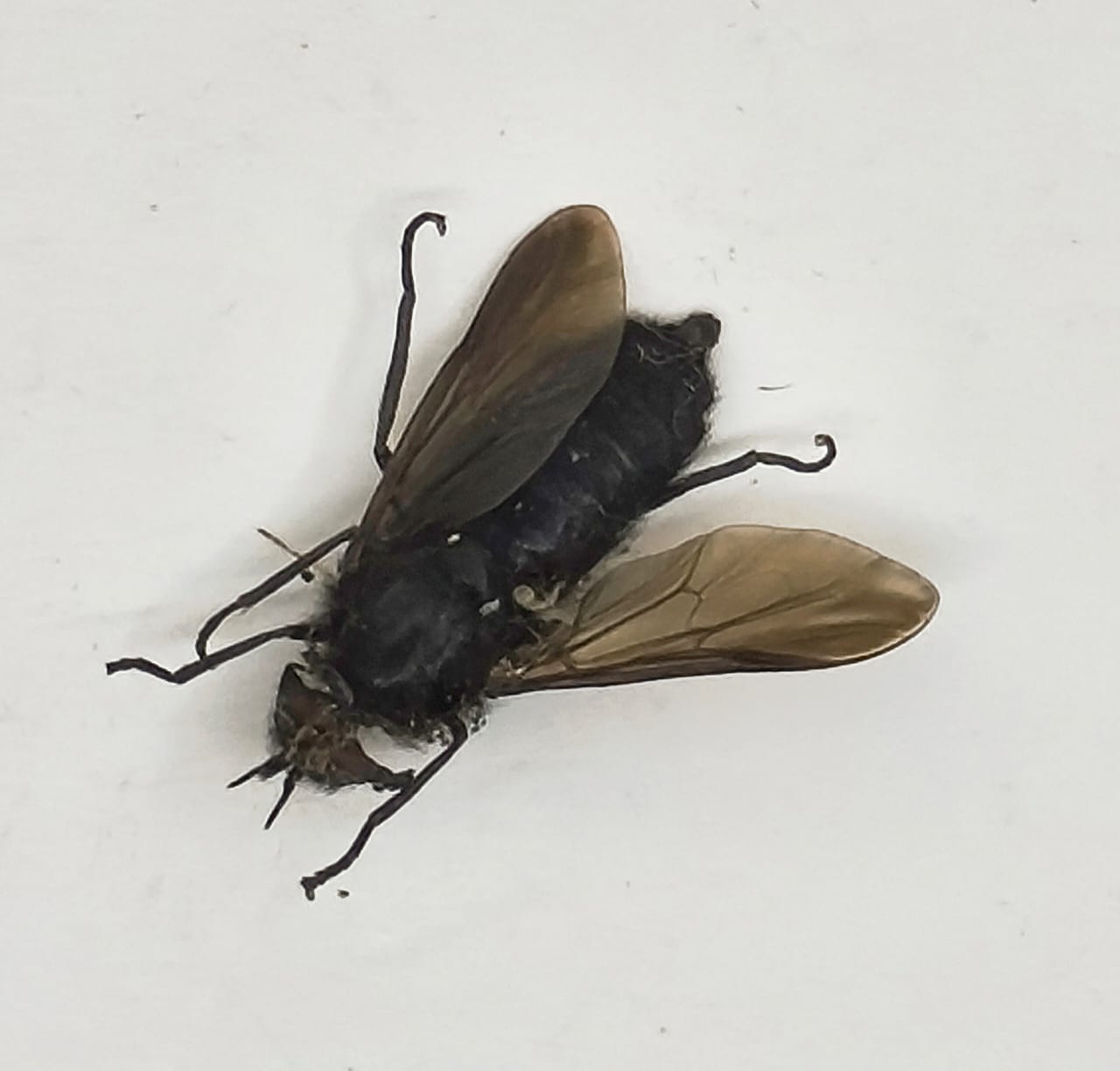 Diptera, Fam Tabanidae sp.2