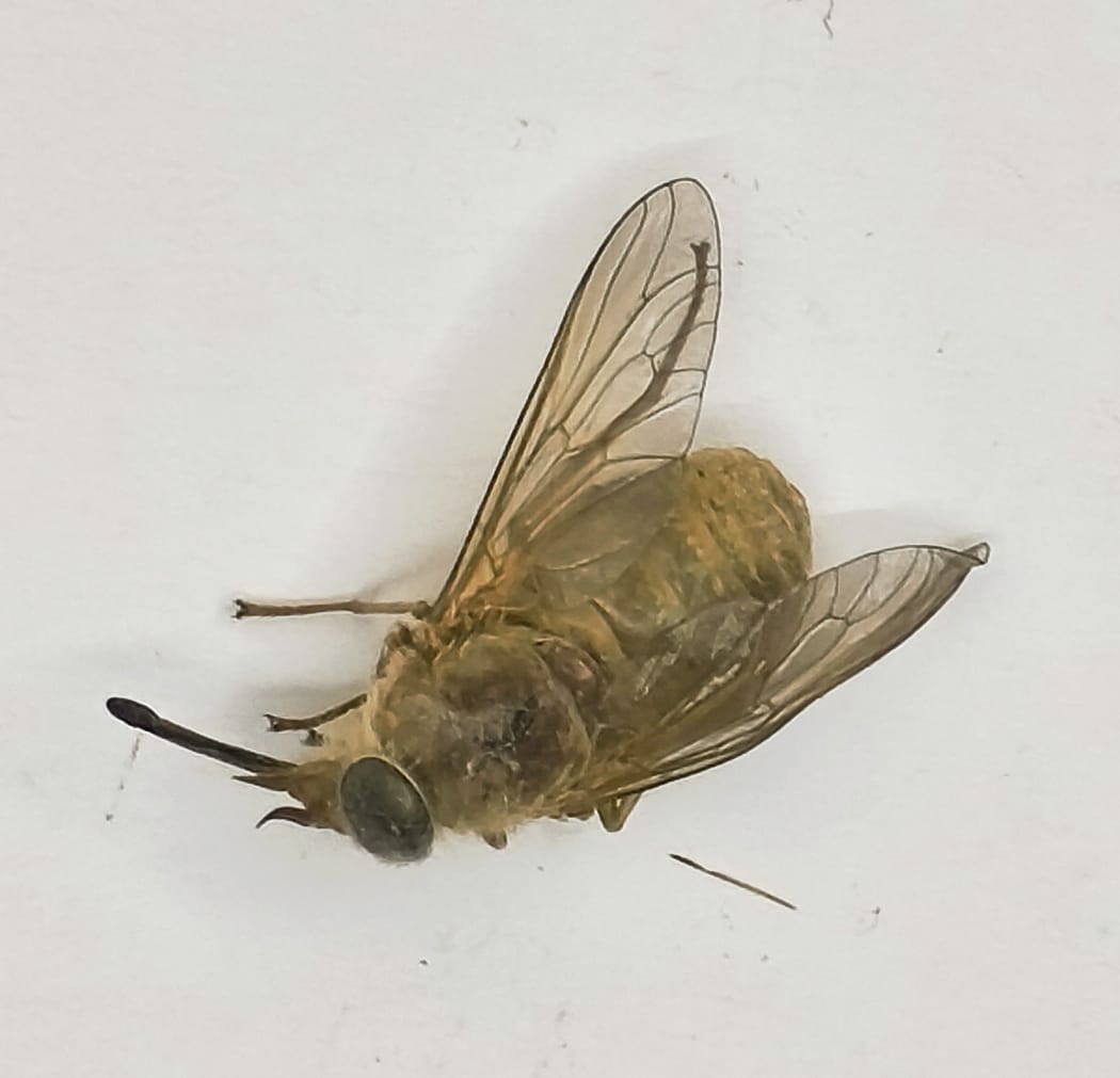 Diptera, Fam Tabanidae, Tabanidae sp.2 amarillo