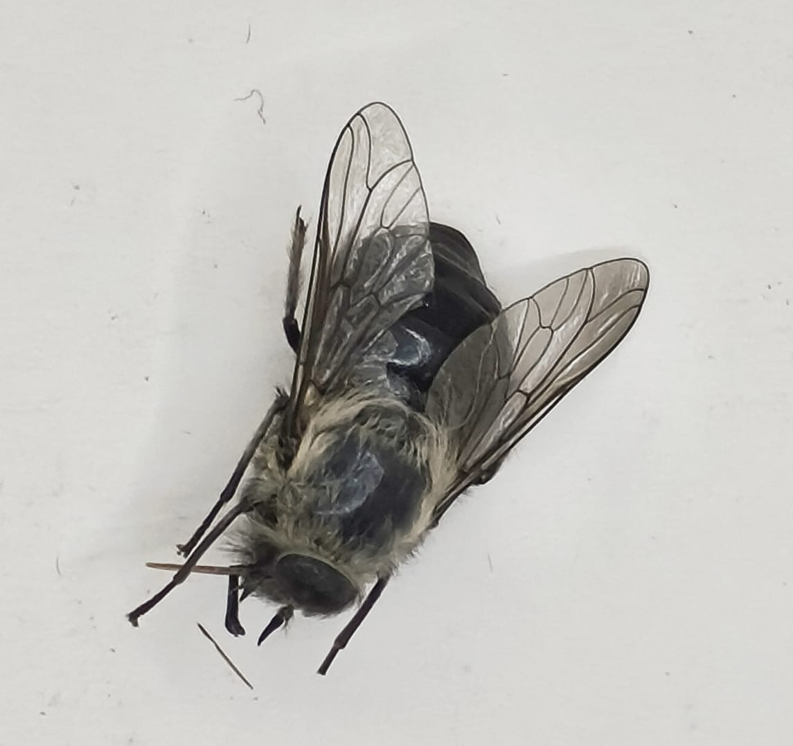 Diptera, Familia Tabanidae , Tabanidae sp.3