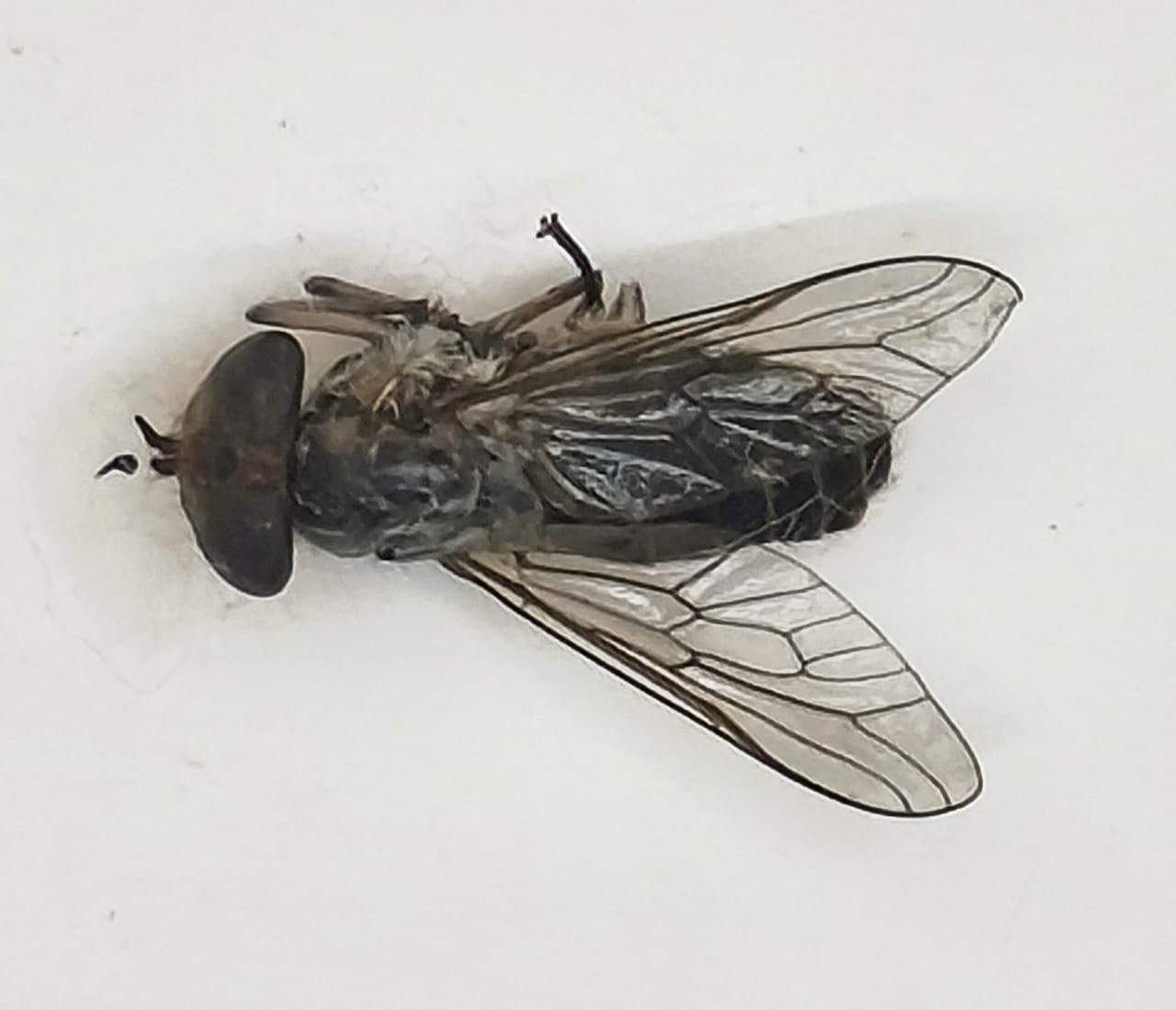Diptera, Tabanidae, Tabanidae sp. 4