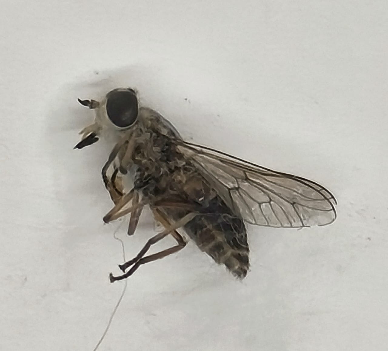 Diptera, Fam Tabanidae, Tabanidae sp.5