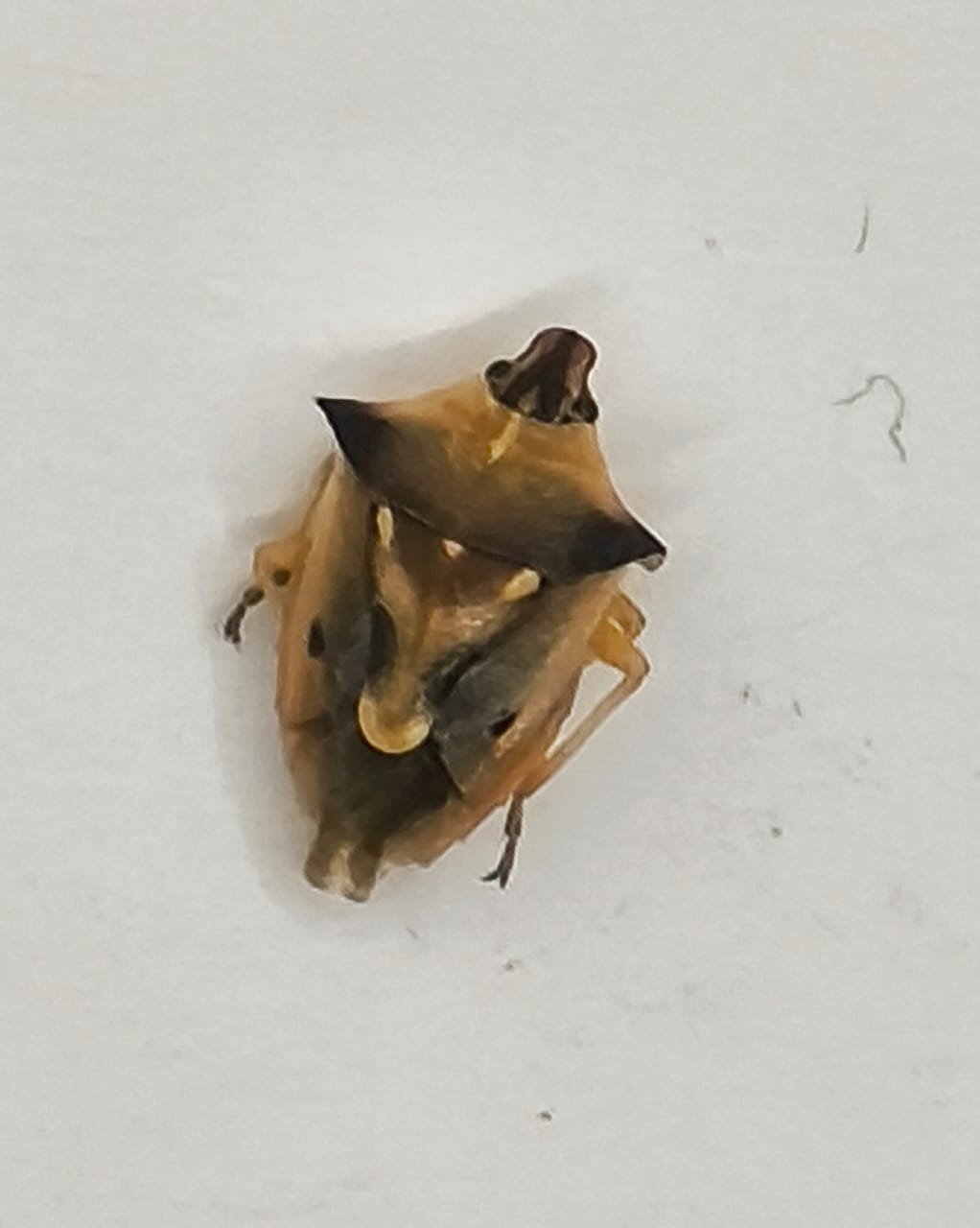 Hemiptera, Familia Pentatomidae, Pentatomidae 1
