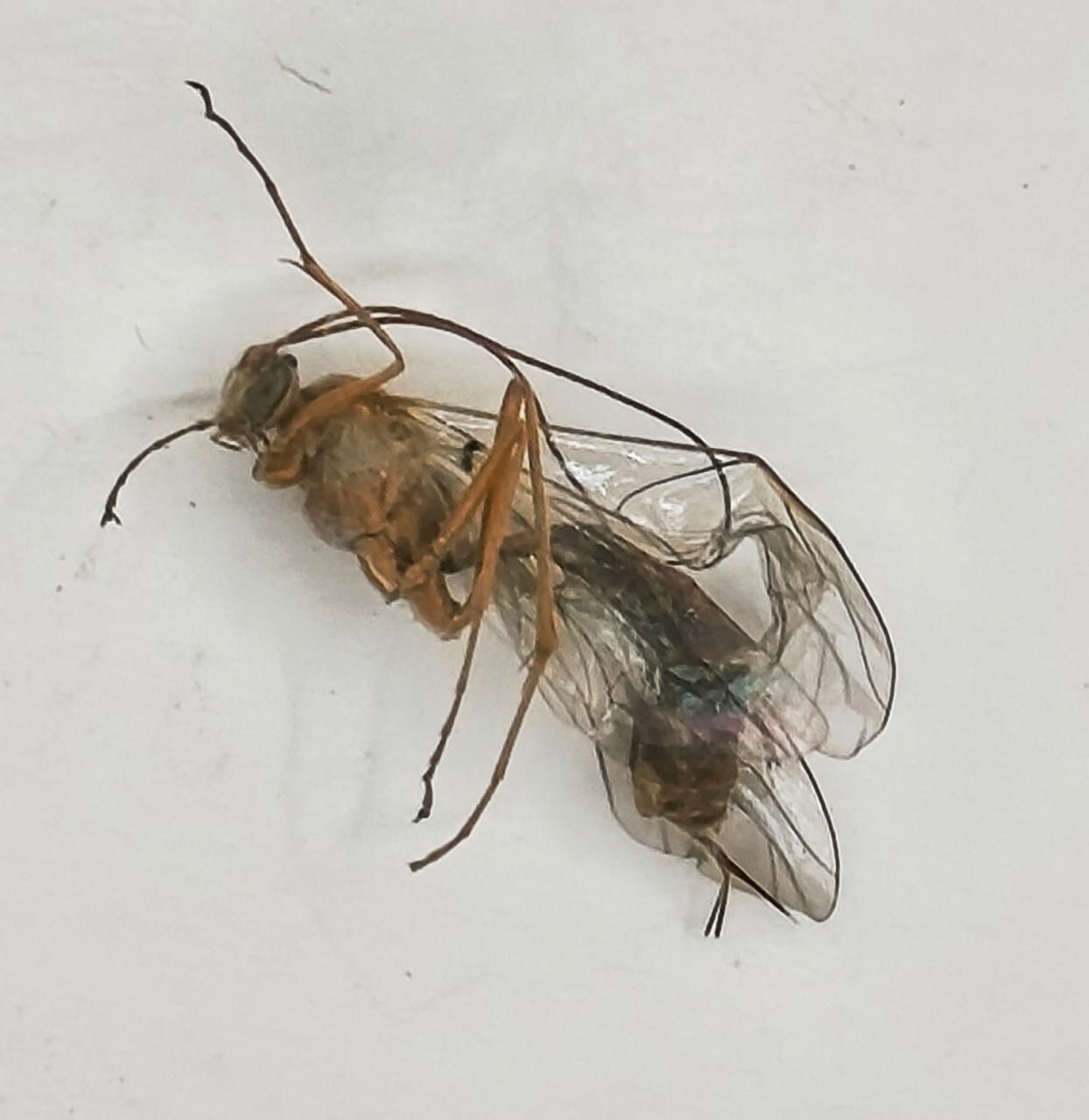 Hymenoptera, Familia Ichneumonidae, Ophion sp.