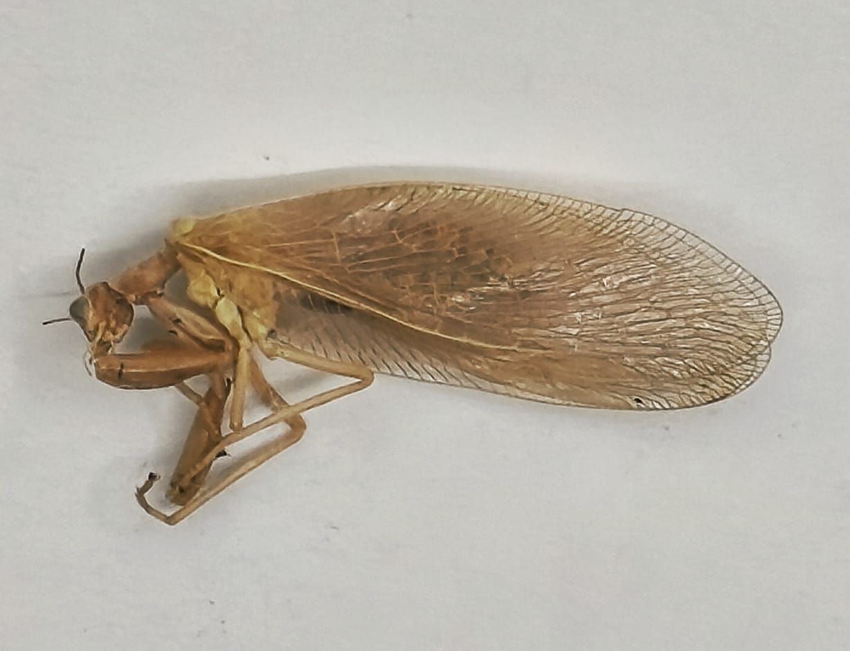 Neuroptera, Familia Mantispidae, Mantispidae sp.1