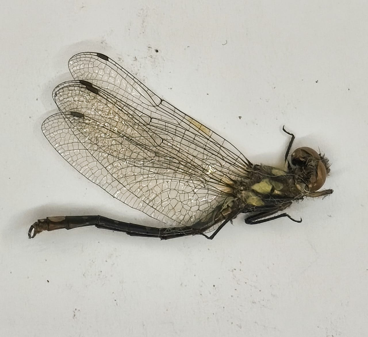 Odonata Familia Libellulidae 2.
