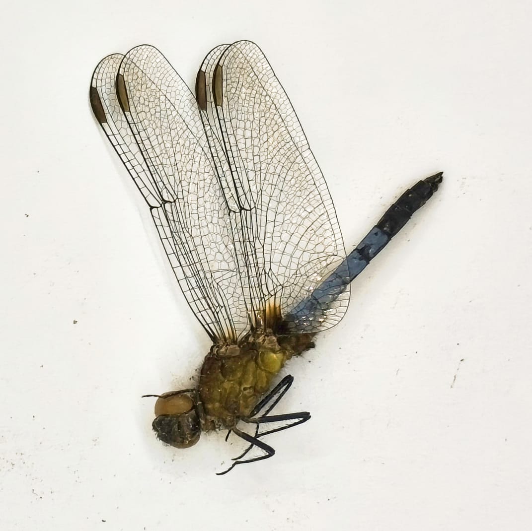 Odonata, Libellulidae sp. 1