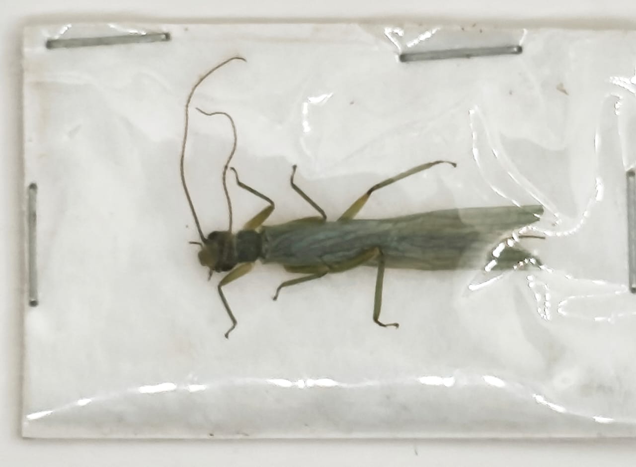 Plecoptera sp. (Orden dificil de colectar)