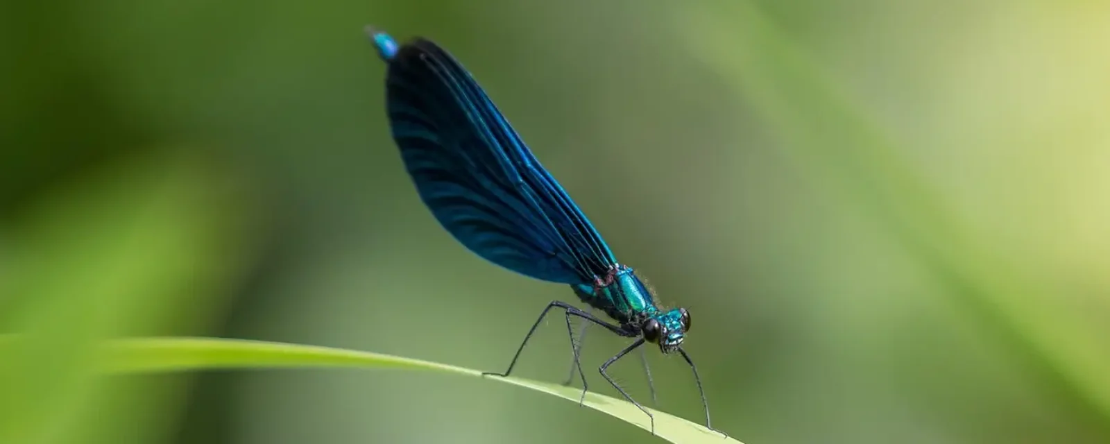 Caballito del diablo azul posado en una hoja