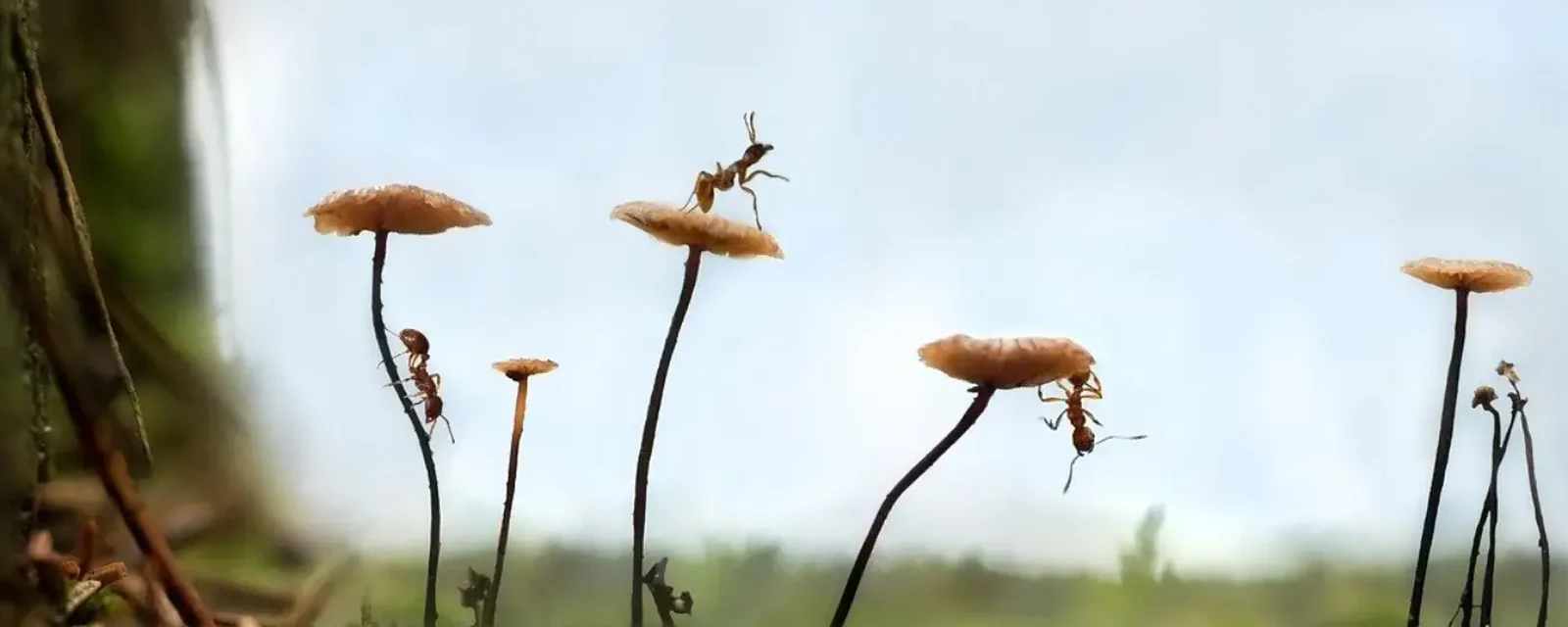 Hormigas cortadoras trepando hongos del bosque