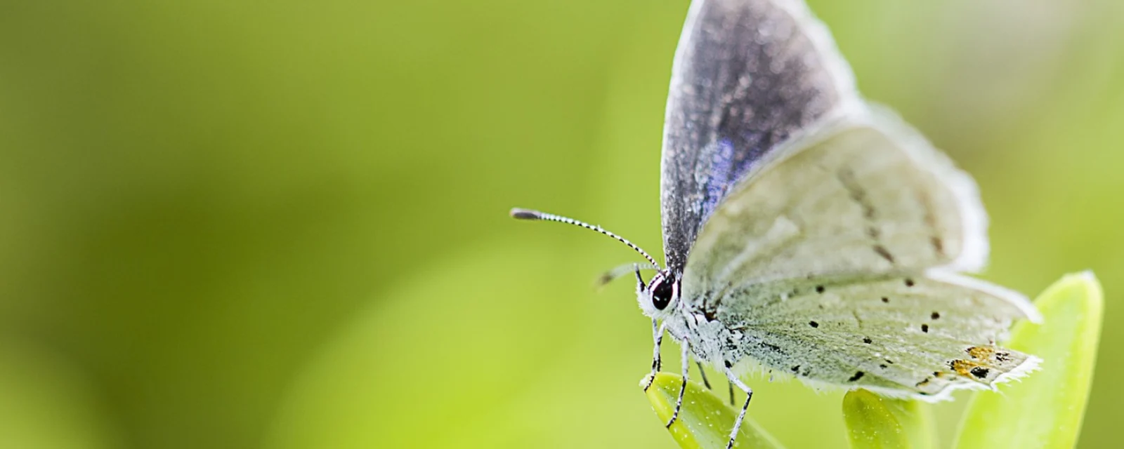 Mariposa posada en una hoja