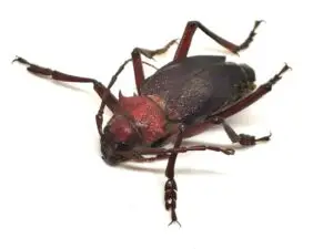 Apterocaulus germaini Macho