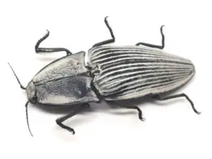Chalcolepidius rugatus