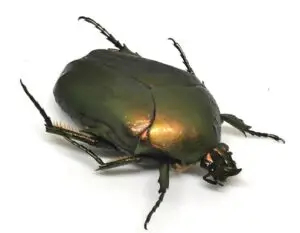 Cotinis sphyracera Cetoniinae