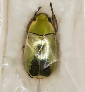 Rutelidae, Chrysina strasseni A- (textura) Escarabajo de Plata