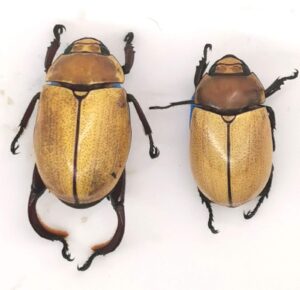 Macropoides crassipes Pareja A- (tarso para reparar)